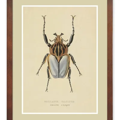 Obraz - motyle i inne owady - 33x43cm - g114831