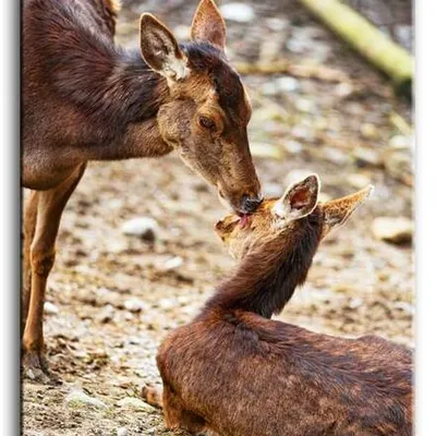 Wild nature - parzystokopytne - 50x70 cm - g92854
