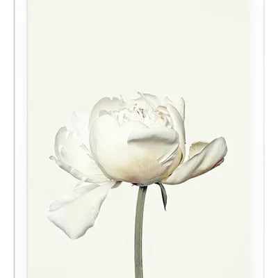 Obraz - inne - 33x43cm - g102204
