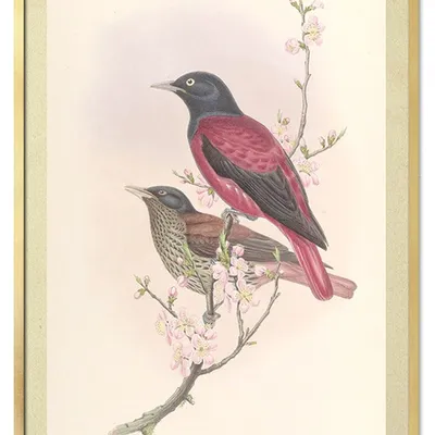 Obraz - ptaki - 53x73cm - g114942