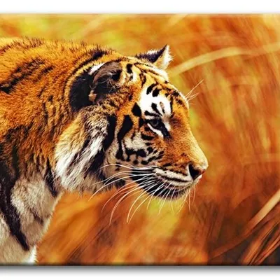 Wild nature - tygrys - 60x90 cm - g92786