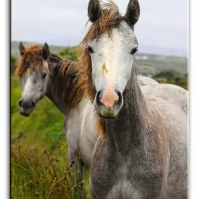 Wild nature - siwek - 60x90 cm - g93315