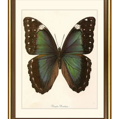 Obraz - motyle i inne owady - 34x44cm - g100586