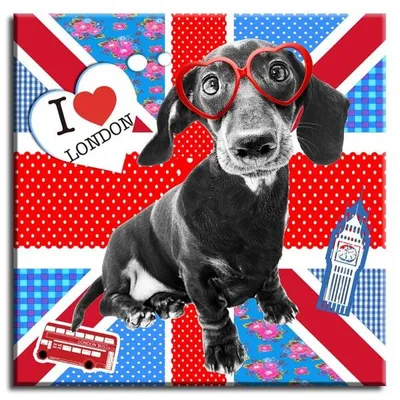 Pop art - jamnik - 60x60 cm - g92946
