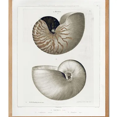 Obraz - inne - 43x53cm - g105115
