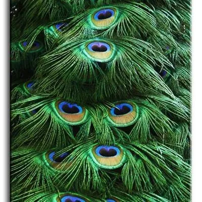 Wild nature - pawie pióra - 60x90 cm - g93361