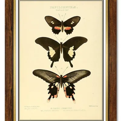 Obraz - motyle i inne owady - 61x81cm - g99325