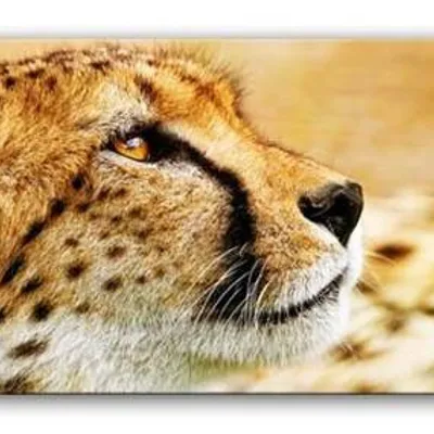 Wild nature - gepard - 150x50 cm - g92846