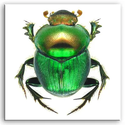 Wild nature - zielony chrabąszcz - 60x60 cm - g93322