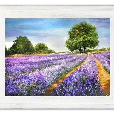 Pola lawendowe - lawendowe rabatki - 40x50 cm - g15656