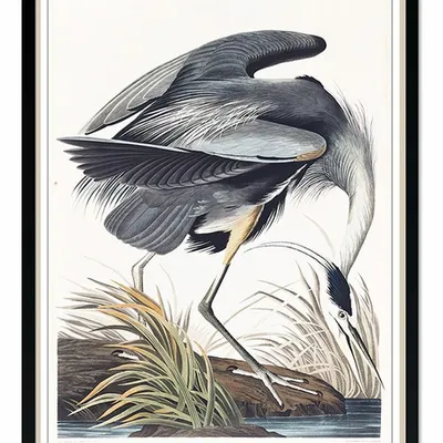 Obraz - ptaki - 53x73cm - g100569