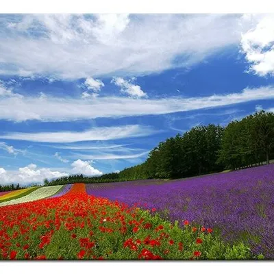 Lawenda - maki i lawenda - 60x90 cm - g93422