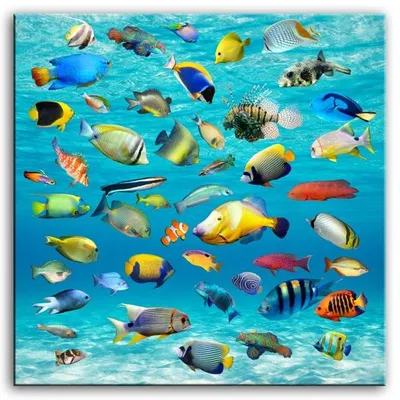 Wild nature - morski koloryt - 100x100 cm - g93264
