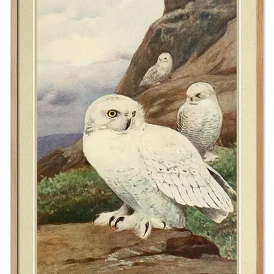 Obraz - ptaki - 63x93cm - g114950