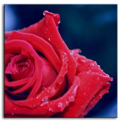 Macro - róża - 80x80 cm - g92811