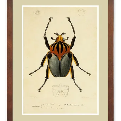 Obraz - motyle i inne owady - 33x43cm - g114832