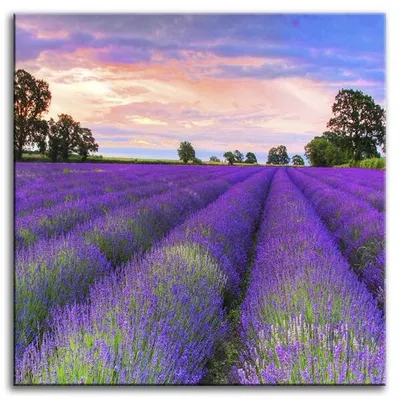 Lawenda - lawendowe tory - 60x60 cm - g92640