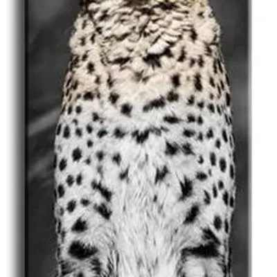 Wild nature - drapieżnik - 150x50 cm - g92855