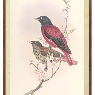 Obraz - ptaki - 53x73cm - g115600