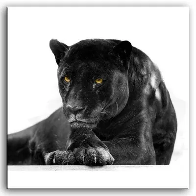 Wild nature - czarna pantera - 80x80 cm - g92856