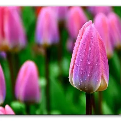 Kwiaty - tulipany - 60x90 cm - g94676