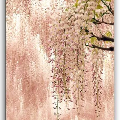 Kwiaty - kwitnące drzewo - 50x70 cm - g93173