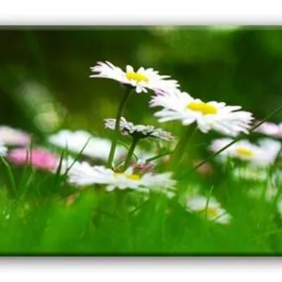 Macro - stokrotki - 150x50 cm - g92773