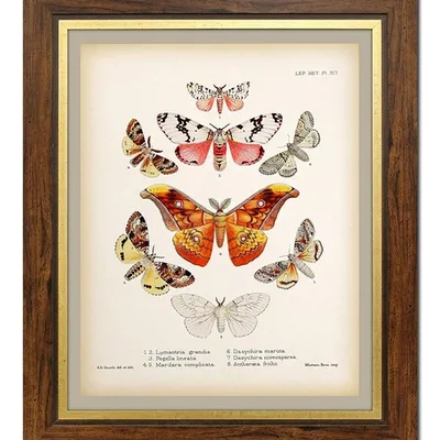 Obraz - motyle i inne owady - 51x61cm - g99355