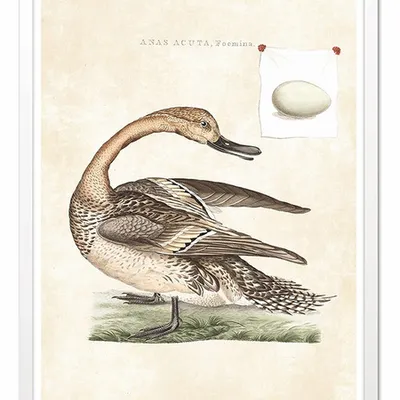 Obraz - ptaki - 53x73cm - g101683