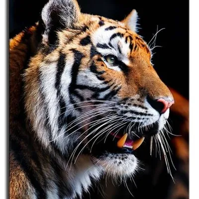 Wild nature - drapieżny tygrys - 60x90 cm - g92788