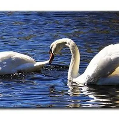 Wild nature - łabędzie - 150x50 cm - g93441