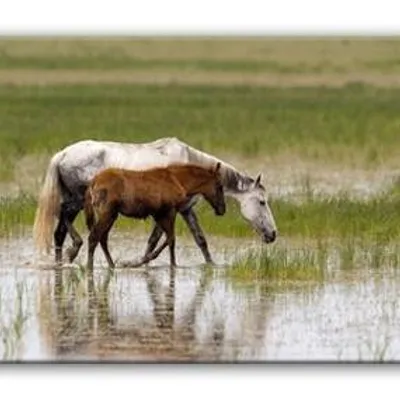 Wild nature - klacz i źrebię - 150x50 cm - g93316