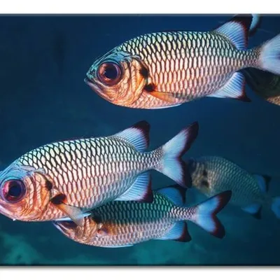 Wild nature - rybki - 60x90 cm - g93263