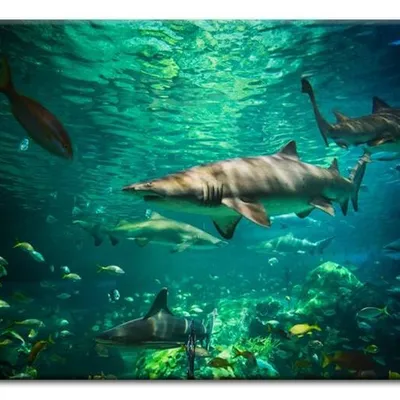 Wild nature - rekin - 60x90 cm - g93262