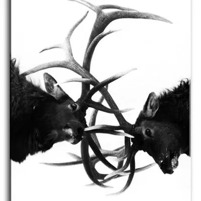 Wild nature - walka jeleni - 60x90 cm - g93270