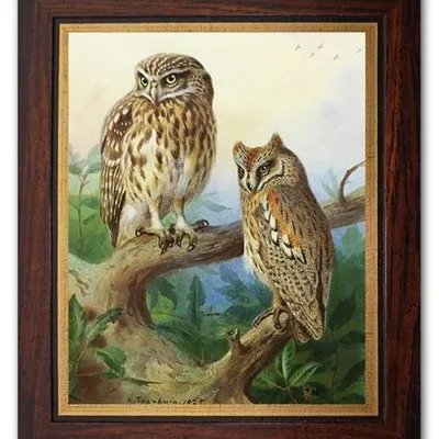 Archibald thorburn - sowy - 27x31 cm - g95110