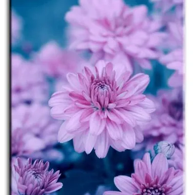 Macro - kwiaty - 60x90 cm - g92810