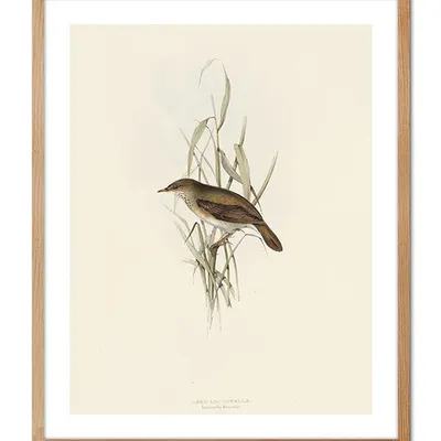 Obraz - ptaki - 43x53cm - g104219