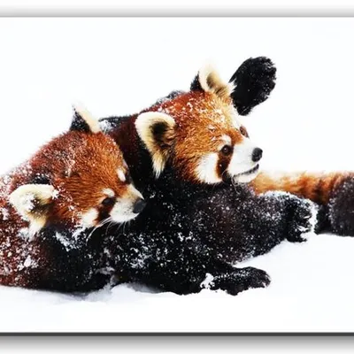 Wild nature - harce na śniegu - 60x90 cm - g92778