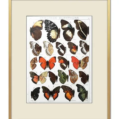 Obraz - motyle i inne owady - 43x53cm - g102593