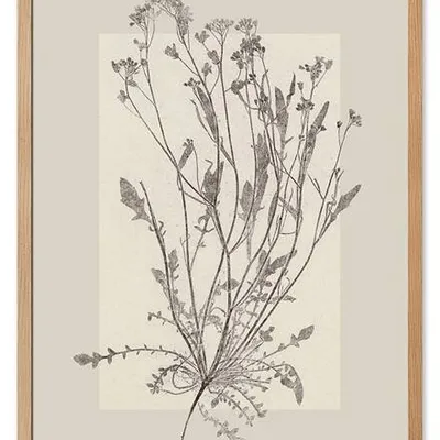 Obraz drukowany - oliwka - 53x73 cm - g115748