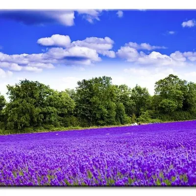 Lawenda - lawendowe morze - 60x90 cm - g92641