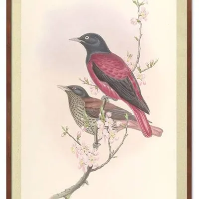 Obraz drukowany - zwierzęta - 53x73 cm - g115600