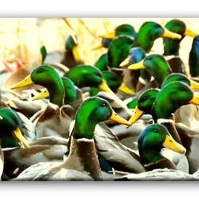 Wild nature - kaczki - 150x50 cm - g93273