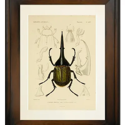 Obraz - motyle i inne owady - 39x49cm - g99350