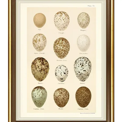Obraz - ptaki - 34x44cm - g99352