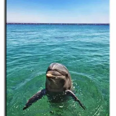 Wild nature - delfin - 60x90 cm - g92935
