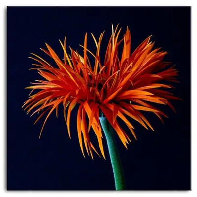Kwiaty - pomarańczowy - 80x80 cm - g94674