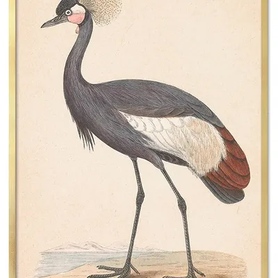 Obraz - ptaki - 53x73cm - g115706