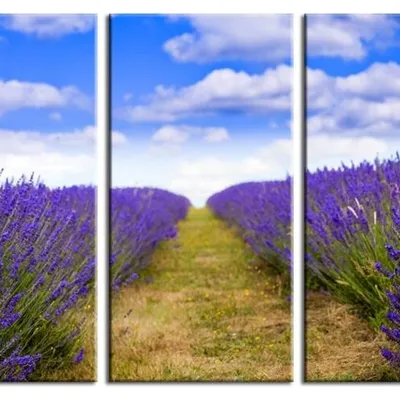 Lawenda - droga wśród lawendy - 45x90 cm x3 - g17779
